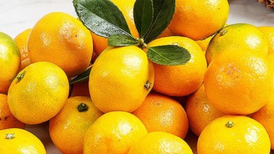 귤 러버 주목!🍊 제주도 귤 종류별 맛집 후기 & 꿀팁 대방출!